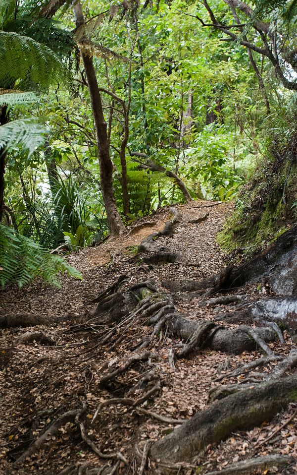 Bush Walk